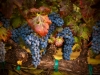 california-wineries-3